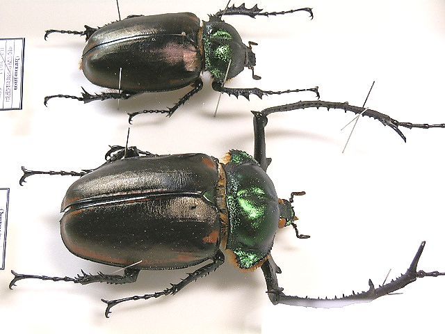 標本 ペア ゲストロイテナガコガネ No.01