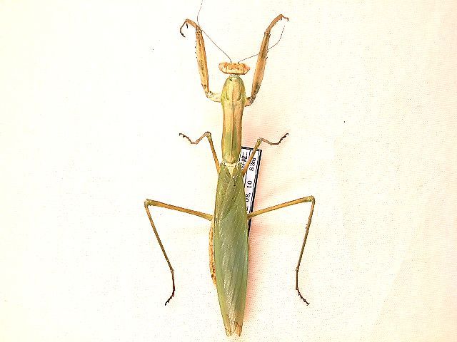 アザミカマキリ雄 立体標本 アザミカマキリ雄 立体標本 アザミカマキリ