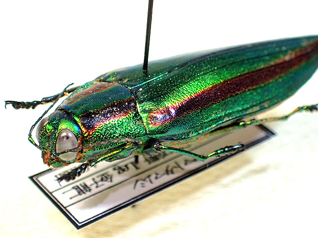 昆虫標本 30匹緑色と金色の光沢ヤマトタマムシ標本装飾 ジ*ン