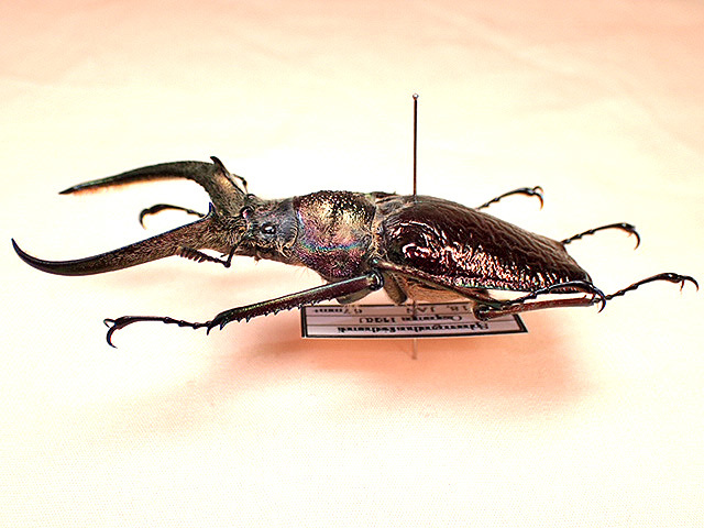 ペルーの代表的異形シワバネクワガタ【標本】 ペルーの代表的異形