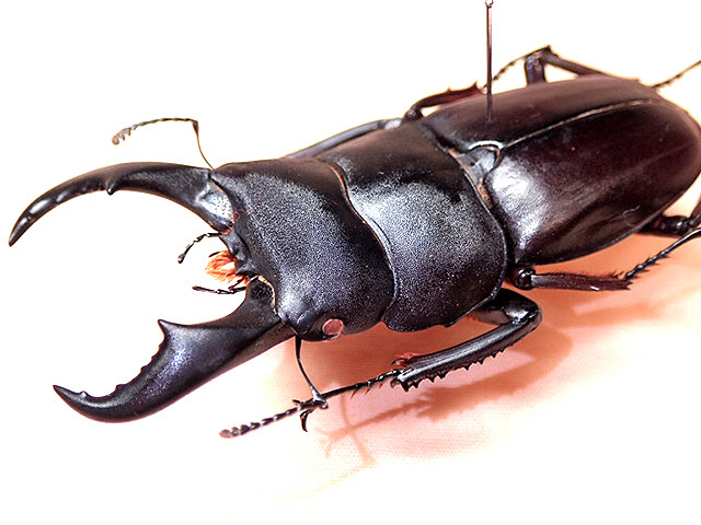 ☆セール！西表島産／赤翅系サキシマヒラタクワガタ♂66mm標本