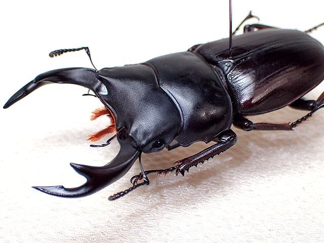 週末限定お値下げ 福岡県産 ミヤマクワガタ 標本 74mm 期間限定お