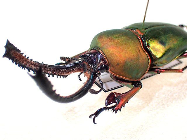 ☆セール！パプアキンイロクワガタ(パプキン)♂52mm標本☆ - INSECT
