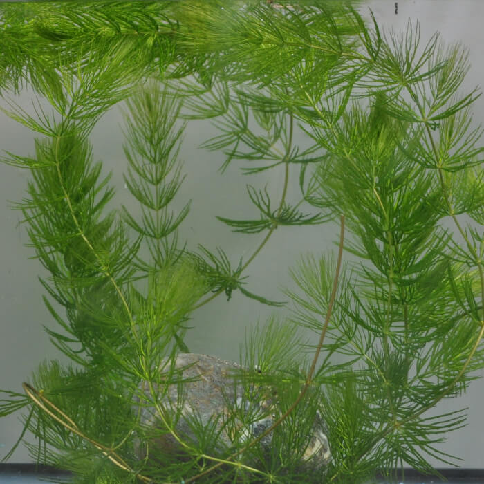 天然 アナカリス 1000本 無農薬♪ コメント要♪ 天然 アナカリス 1000