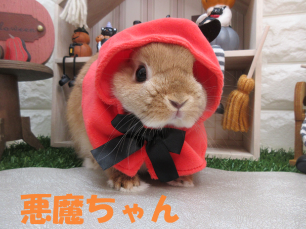 オレンジくんハロウィンコスプレ - 九州うさぎCLUB | 福岡市東区の