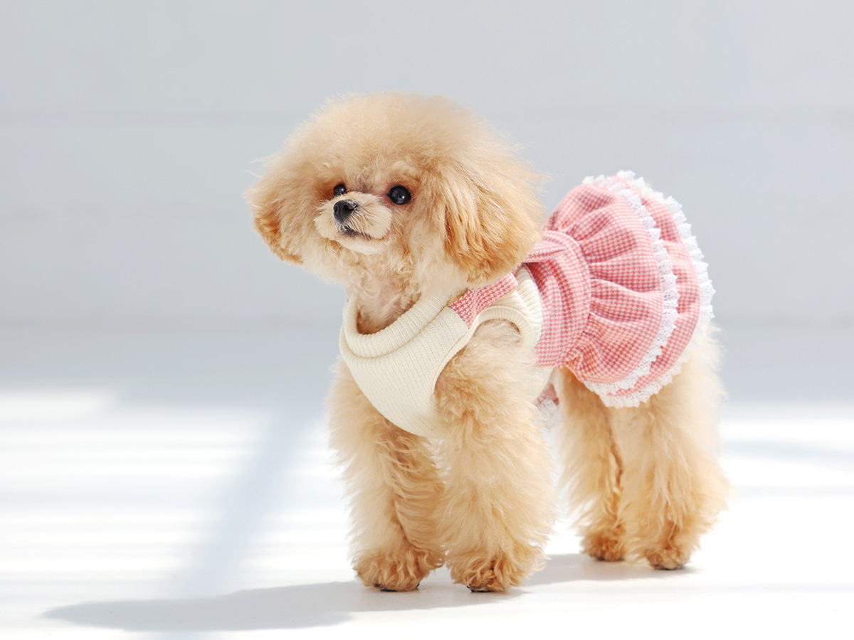 犬服 3S わんこの普段着ラビフェスクリーム全柄