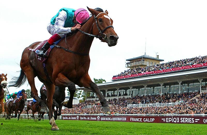 エネイブル（Enable） | 競馬データベース | JRA-VAN World - 海外競馬