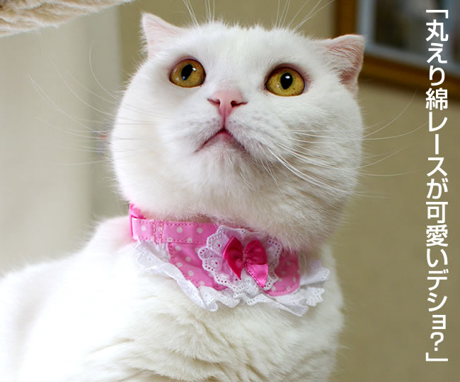 メルモママ、フラワー柄(ホワイト×ブルー)わんちゃん猫ちゃん用襟付