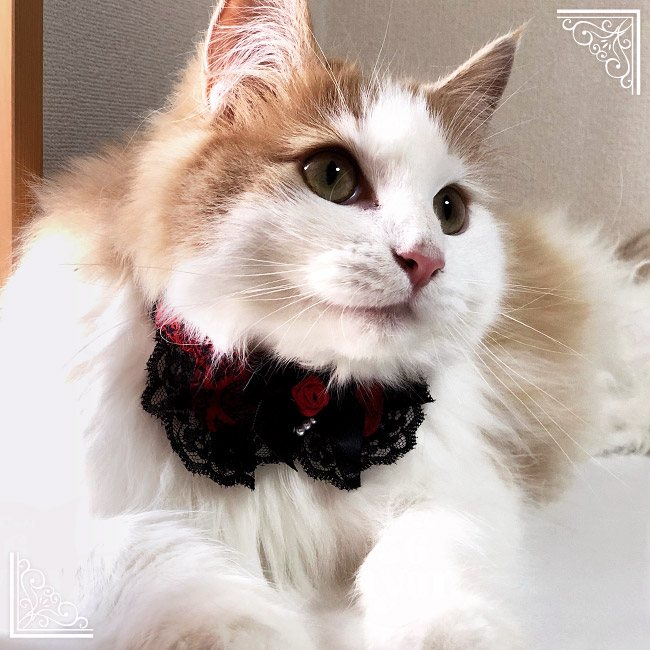 ちょこえり猫首輪 ゴスロリ情熱ローズ かわいい襟付き 猫用首輪