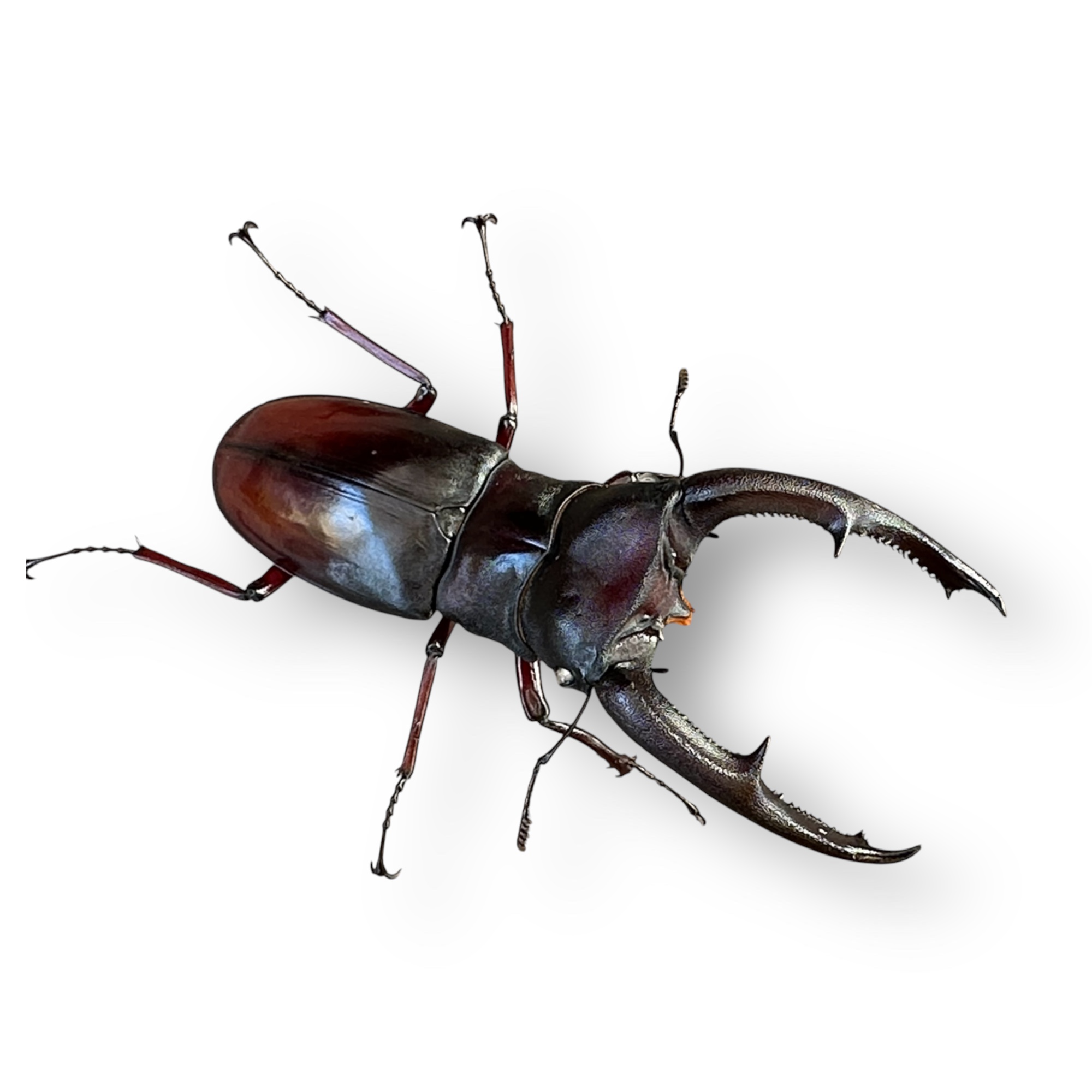 マンディブラリスフタマタクワガタペア（ボルネオ）販売 九十九里