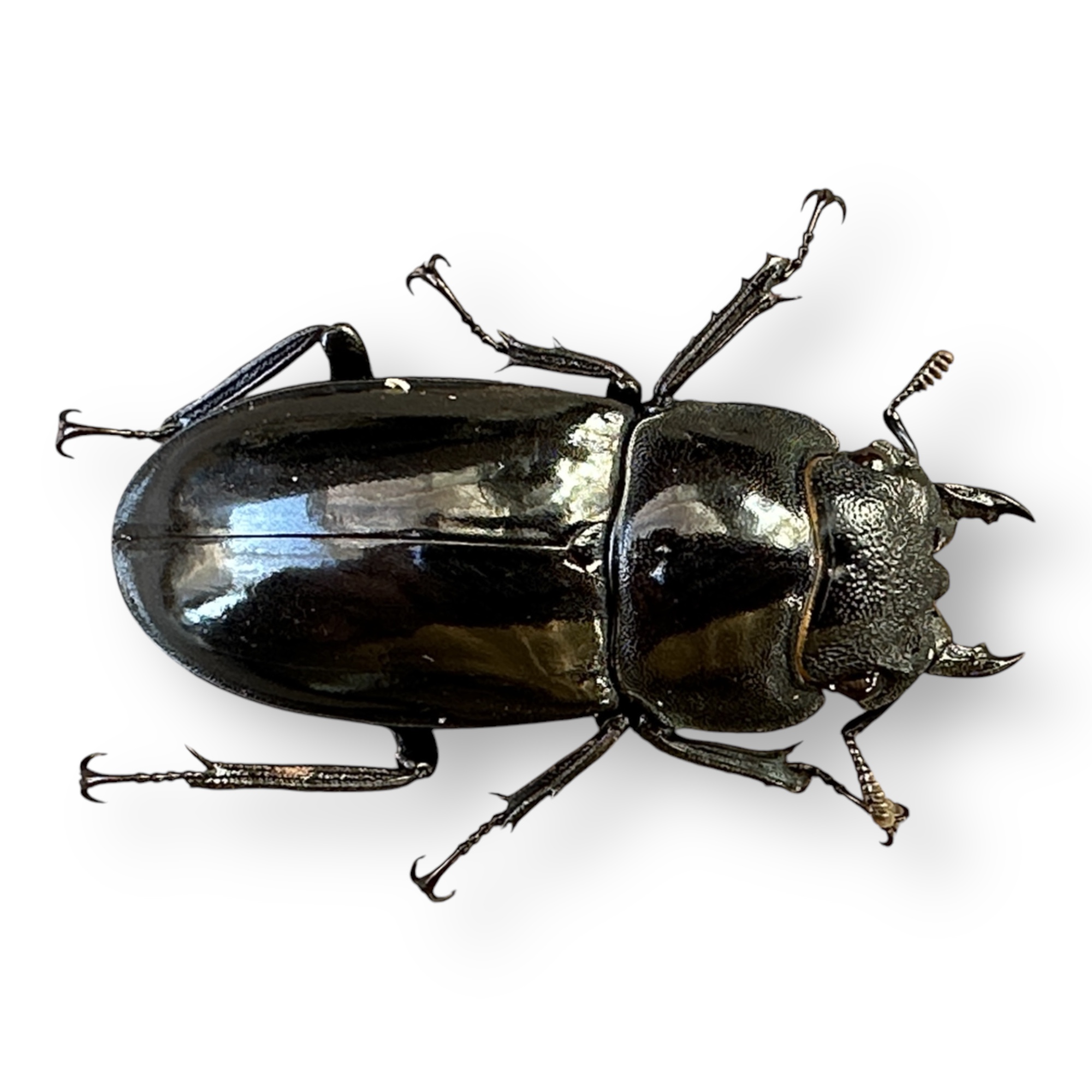 マンディブラリスフタマタクワガタペア（ボルネオ）販売 九十九里