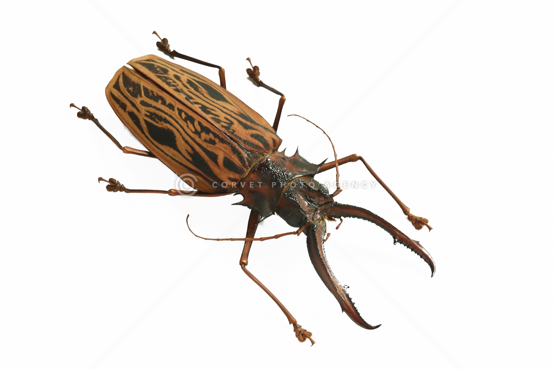 ペルー産 オオキバウスバカミキリ 99mm 【公式通販】