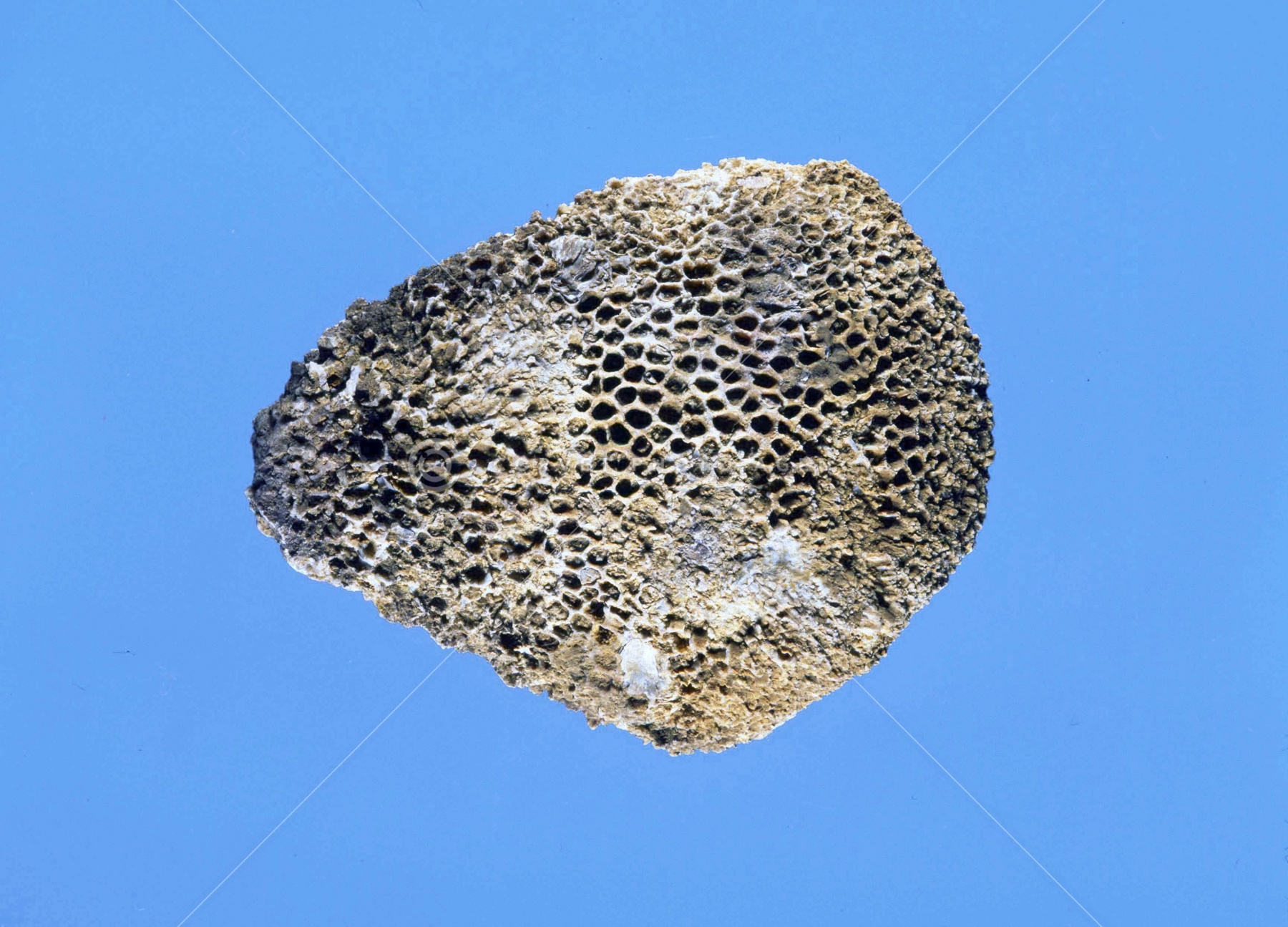 鑑賞石 天然石 ハチノスサンゴ化石 デボン紀 唐木台付 C R5967 鑑賞石