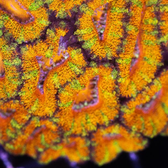 IF カクオオトゲキクメイシ Rainbow - 海水魚専門店 ceppo onlinestore