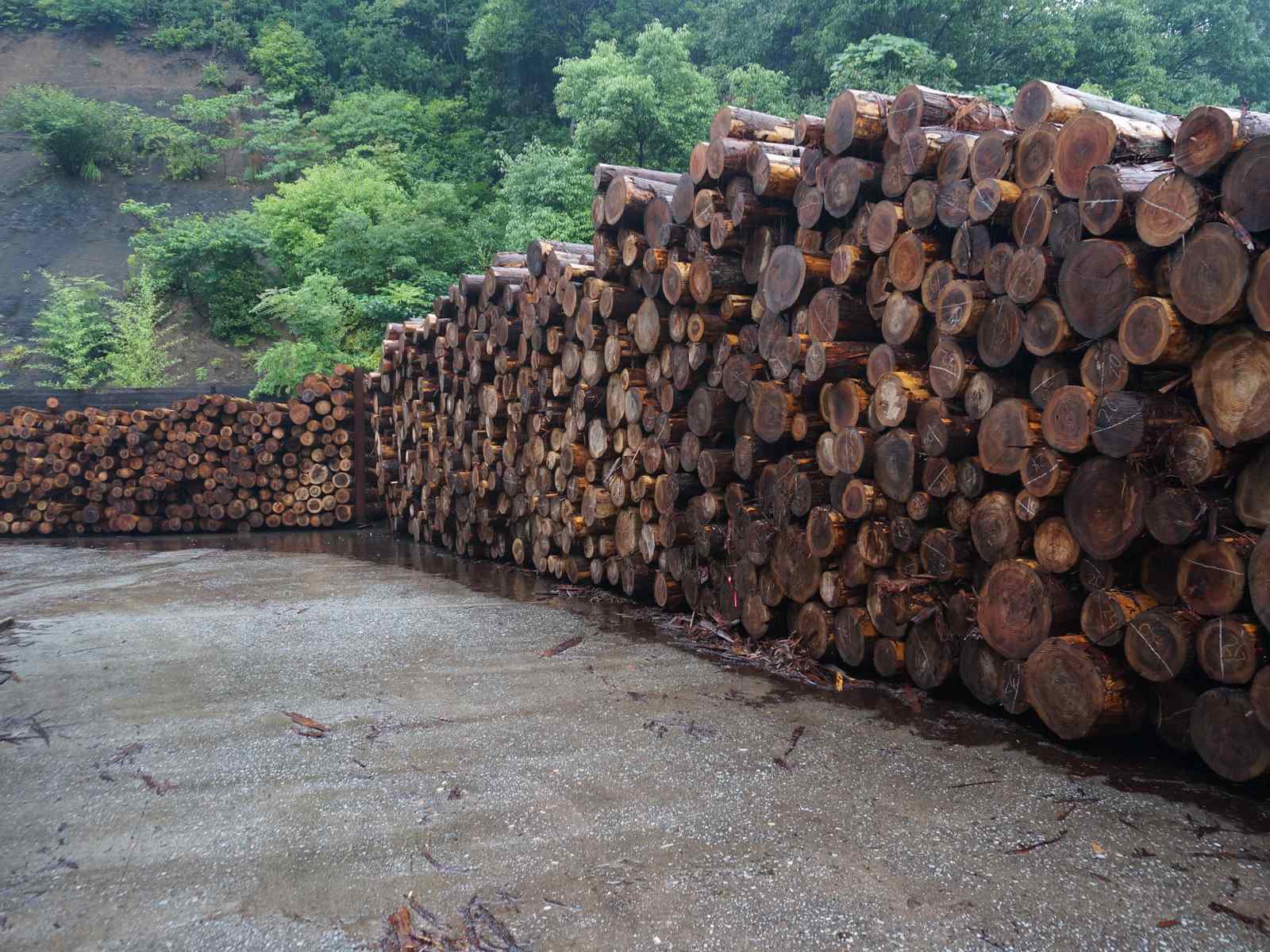 JAPANESE RED CEDAR 屋久島地杉 - CHANNEL ORIGINAL