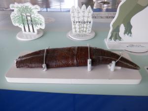 ティラノサウルスの歯化石 長崎で大型ティラノサウルスのなかまの歯の化石発見 - 講談社の動く