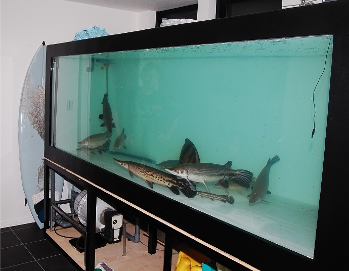 錦鯉・熱帯魚 かのう「かのうニュース」