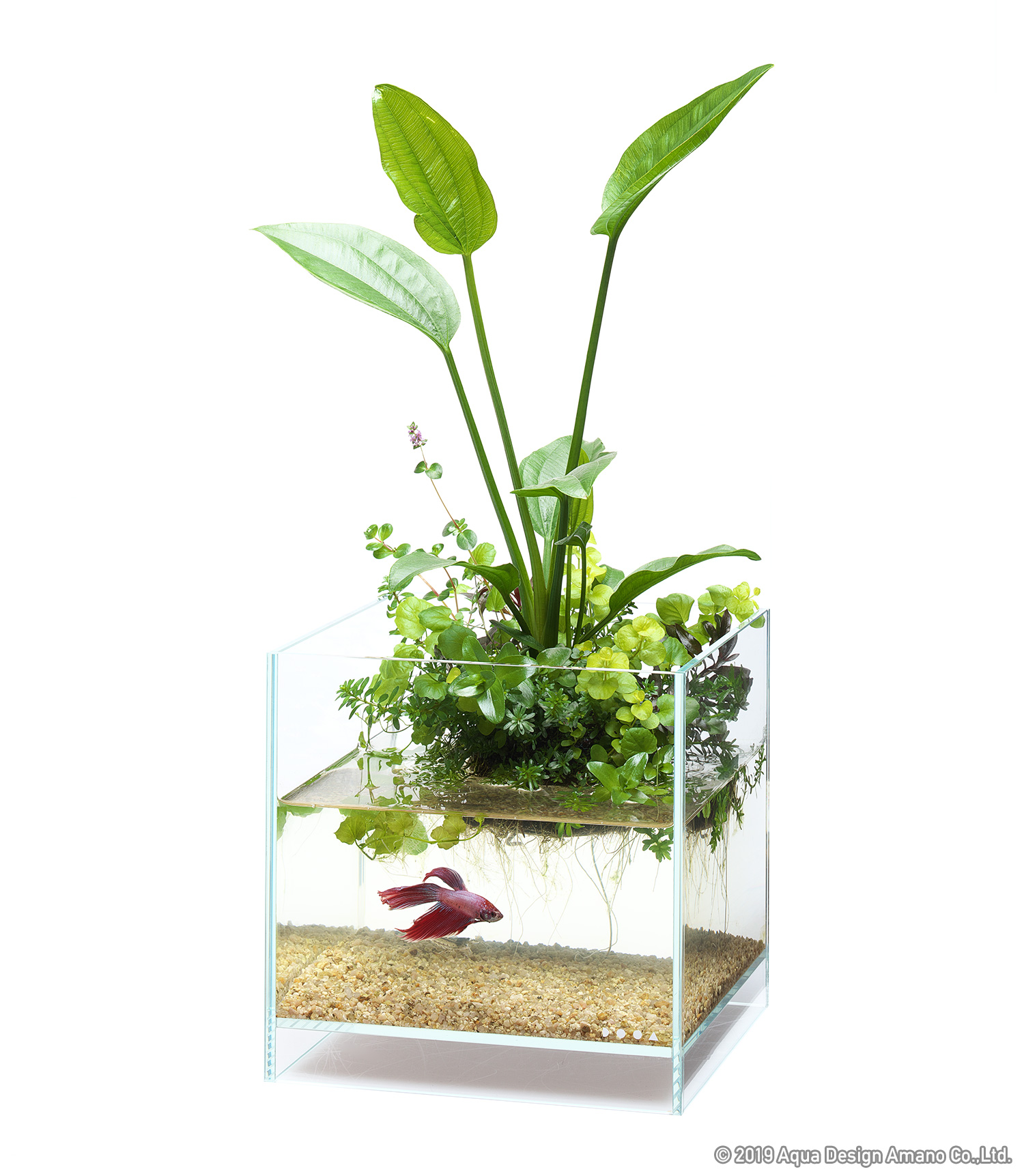 DOOA ネオグラスエア200 200 350 ガラス水槽 ADA NEO GLASS AIR