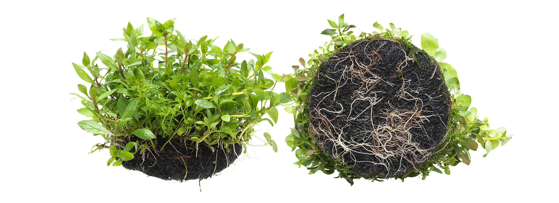 Mizukusa FOCUS “Upgrading Wabi-Kusa” | en