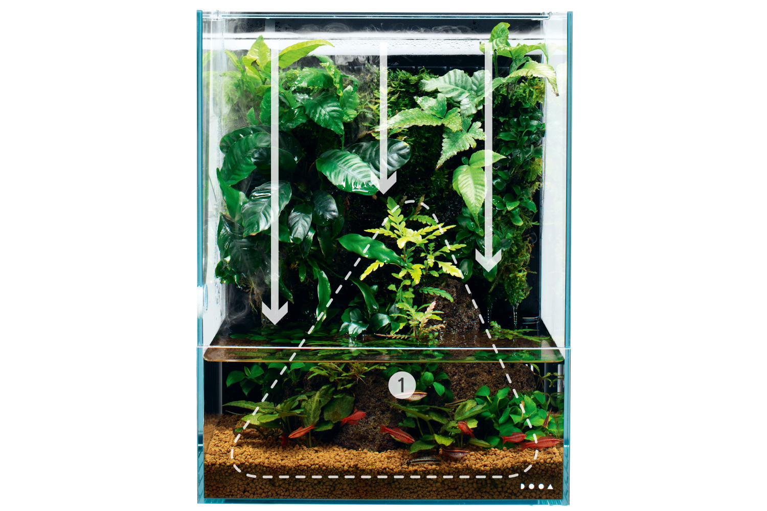 ADA Review “Layout Composition of Aqua Terrarium” | en