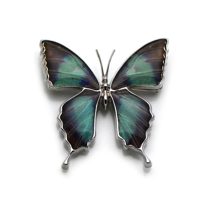 ドクソコパチェルビナ 蝶の翅 ブローチ兼ペンダント シルバー925