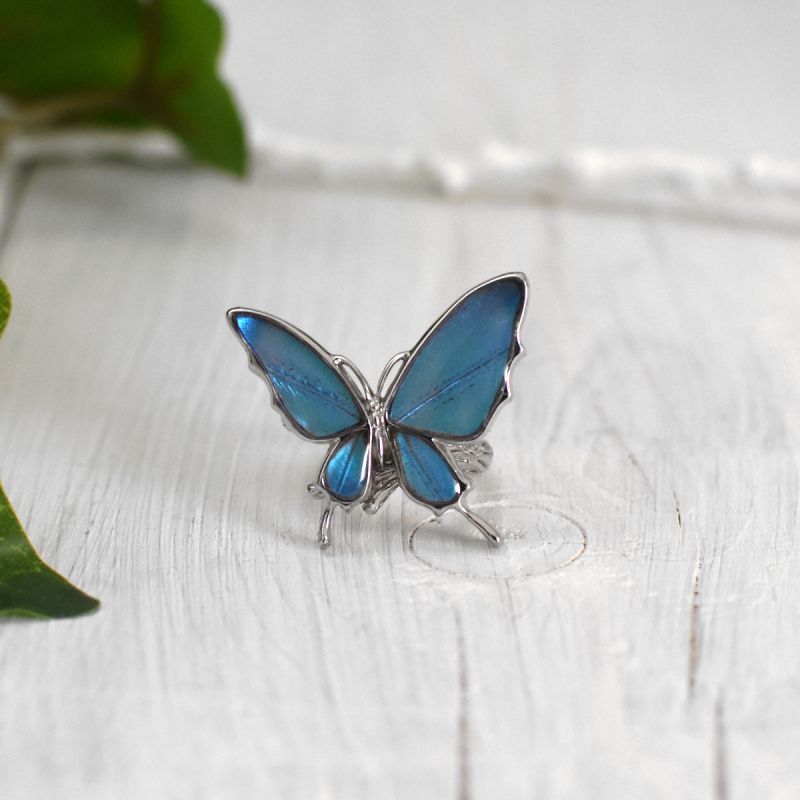 蝶 標本 Morpho didius THE GREAT BLUE モルフォ蝶 蟲新發現╭○-○╮