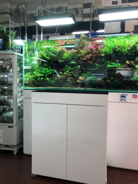 引取限定ADA 水槽 60 ウッドキャビネット