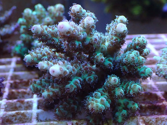 SPS 7種類 SPS 7種類 サンゴ 海水水槽SPSの入門種 チヂミウスコモンサンゴ