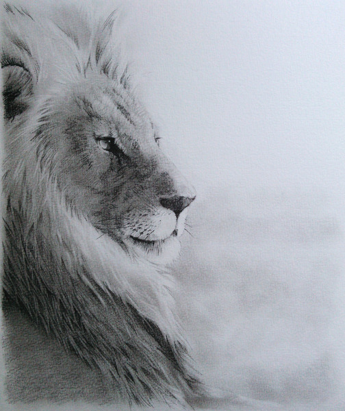 ライオン 動物ペン画No.14 ライオン 動物ペン画No.14 ライオン」 by N｜