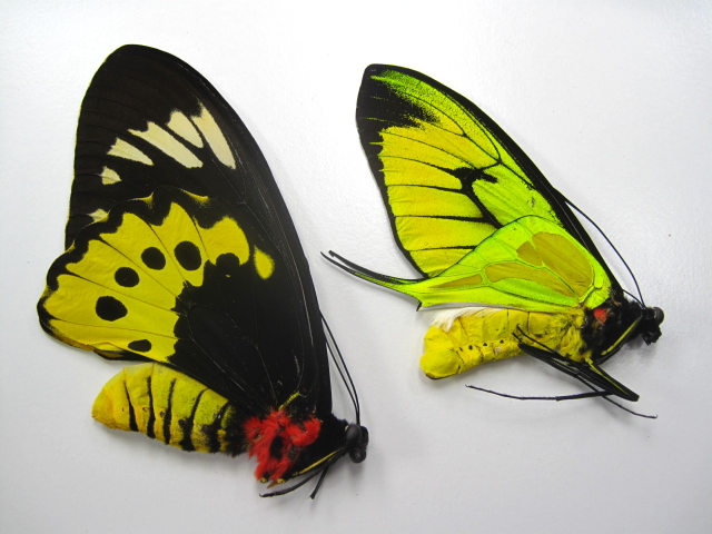 トリバネアゲハ・ゴライアストリバネアゲハ・メガネトリバネアゲハ