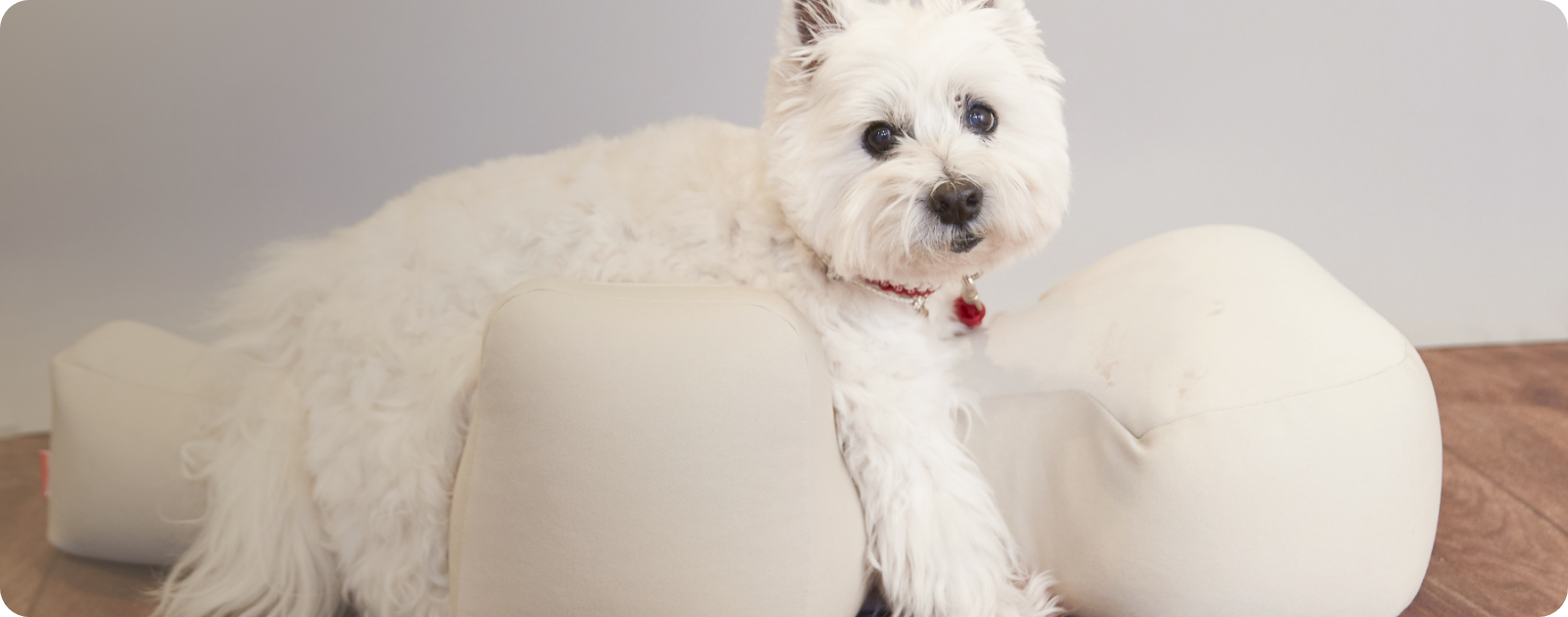 ワンちゃんをらくーにおたすけ】リラクッション | アロン化成