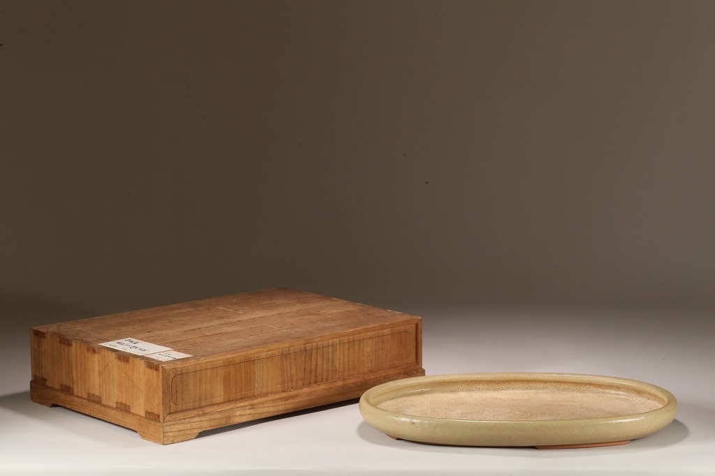 白交趾(水盤) 植木鉢 白交趾(水盤) 植木鉢 白交趾(水盤) 植木鉢 Amazon