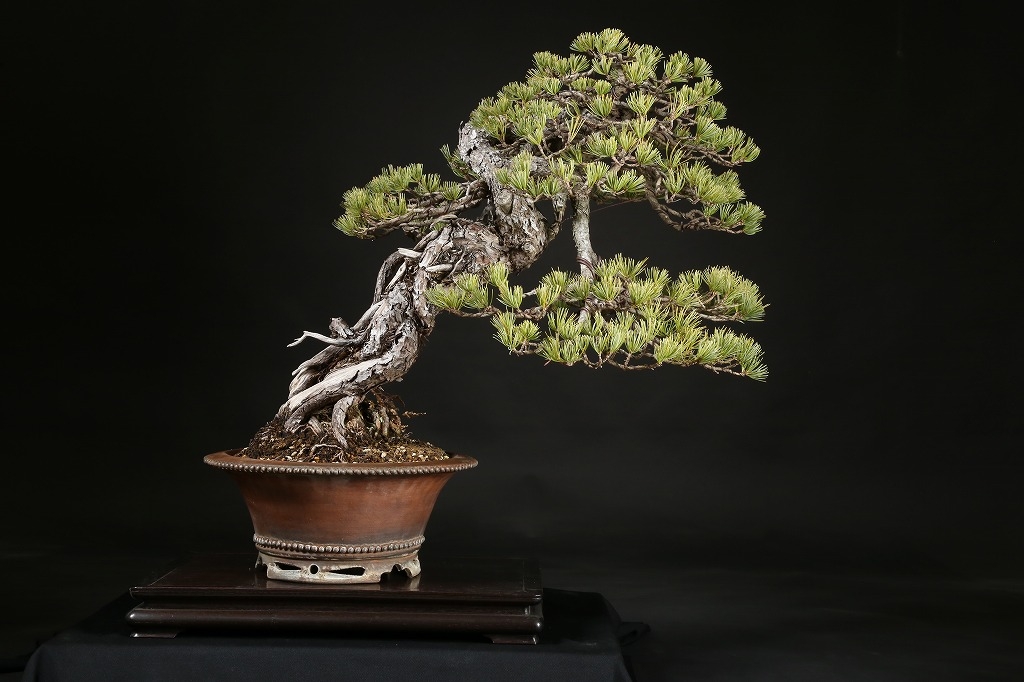 希少】竹峰 盆栽鉢 ミニ盆栽 盆栽 鉢 盆栽小鉢 盆栽鉢 植木鉢 ミニ盆栽