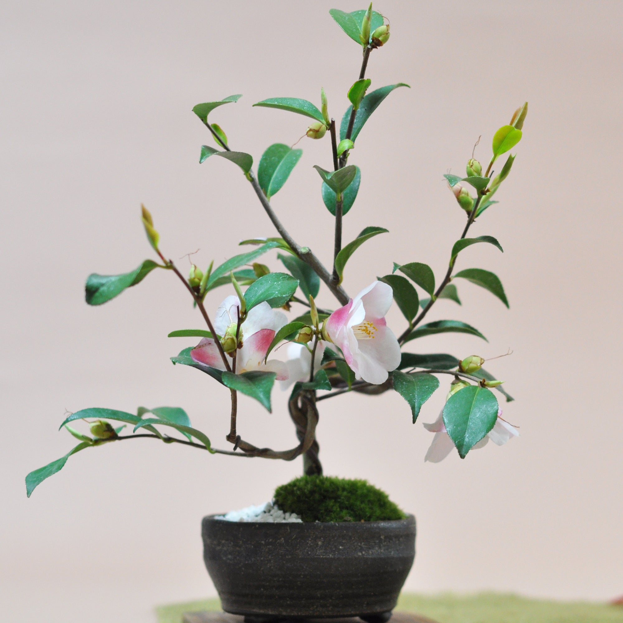 椿の盆栽を販売｜入門は盆栽妙 – 盆栽妙 本店