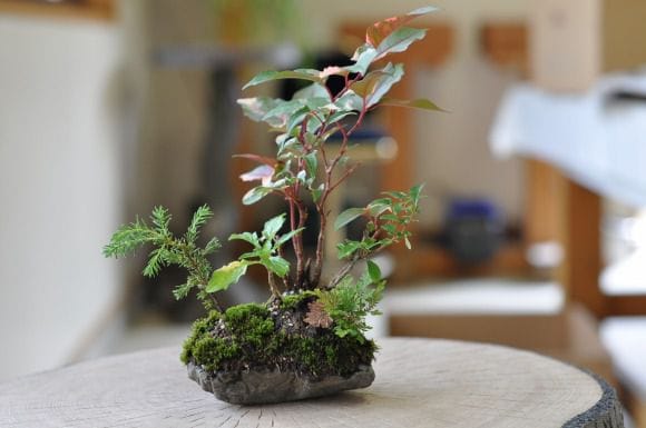 盆栽鉢植木鉢陶芸園芸盆栽