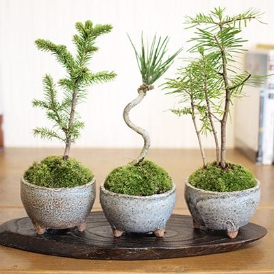 山野草鉢の販売｜盆栽鉢の盆栽妙 – 盆栽妙 本店