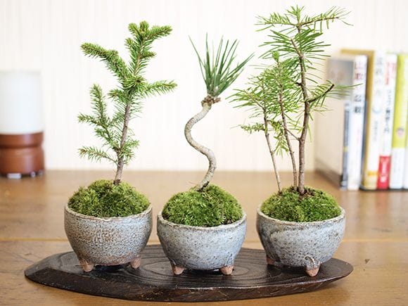 ミニ盆栽鉢 桑津香石 絵鉢 丸鉢 山野草 小品盆栽 ミニ盆栽