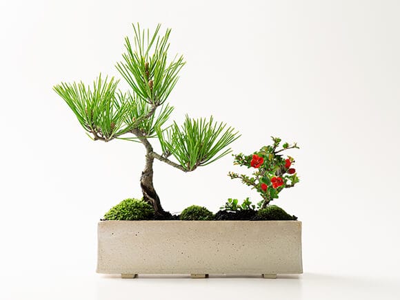 モダン盆栽 受皿付き シンプルライフシリーズ L 黒松 長寿梅 寄せ植え