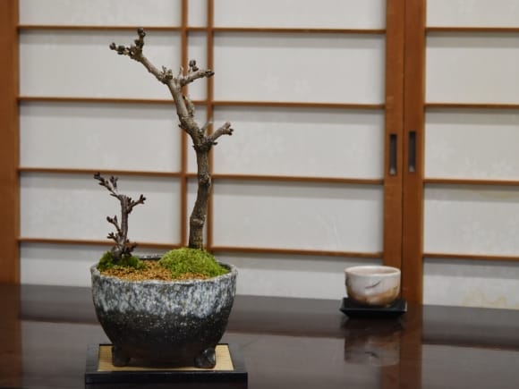 桜と藤の寄植え盆栽 信楽焼 三足青窯変鉢の盆栽を販売｜盆栽妙 – 盆栽