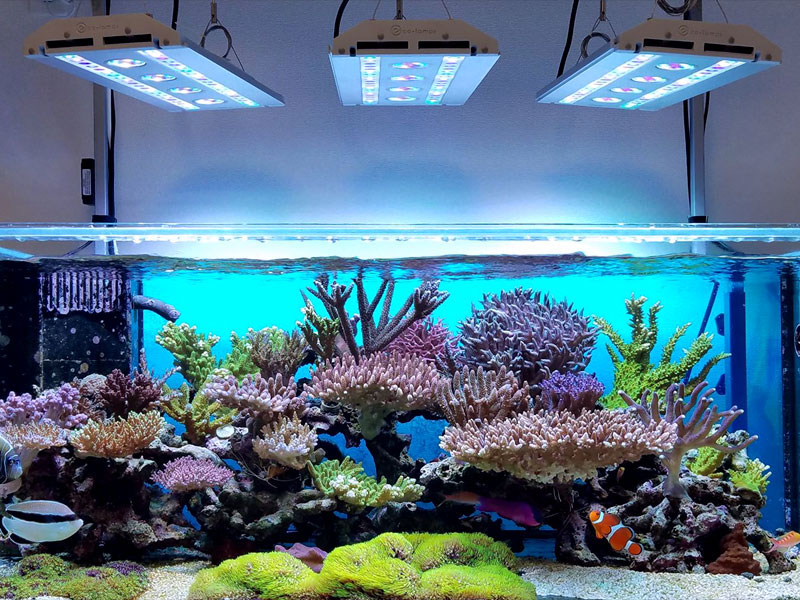 スペクトラ/SPECTRA SP200｜ブルーハーバー