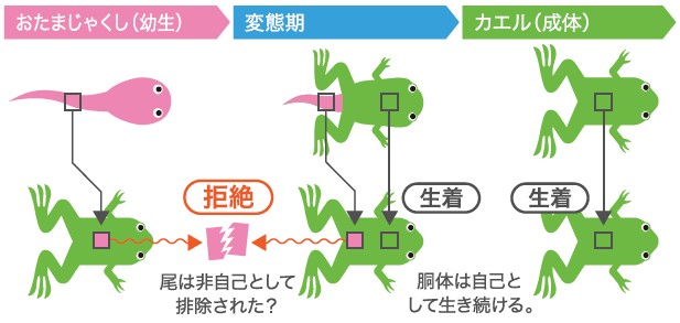 RESEARCH 尾を非自己と見なすカエルの免疫系 | JT生命誌研究館