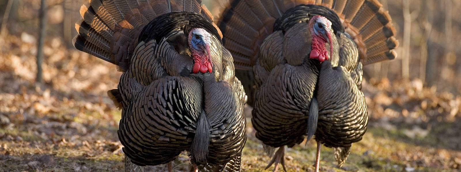 The Wild Turkey – Go Finger Lakes