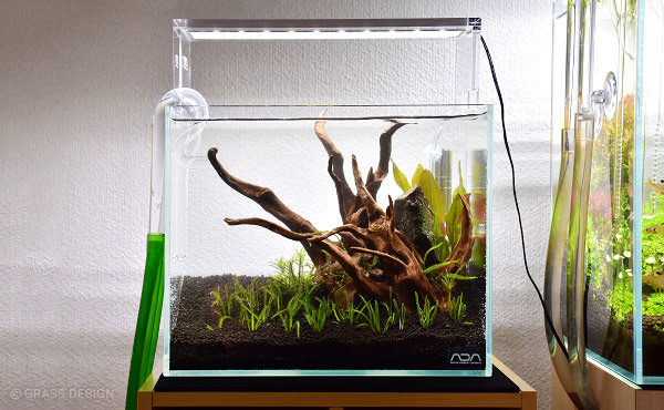 小型水槽を立ち上げよう！流木+水草レイアウト | GRASS DESIGN