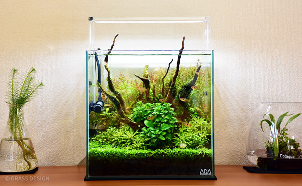 ADA キューブガーデン