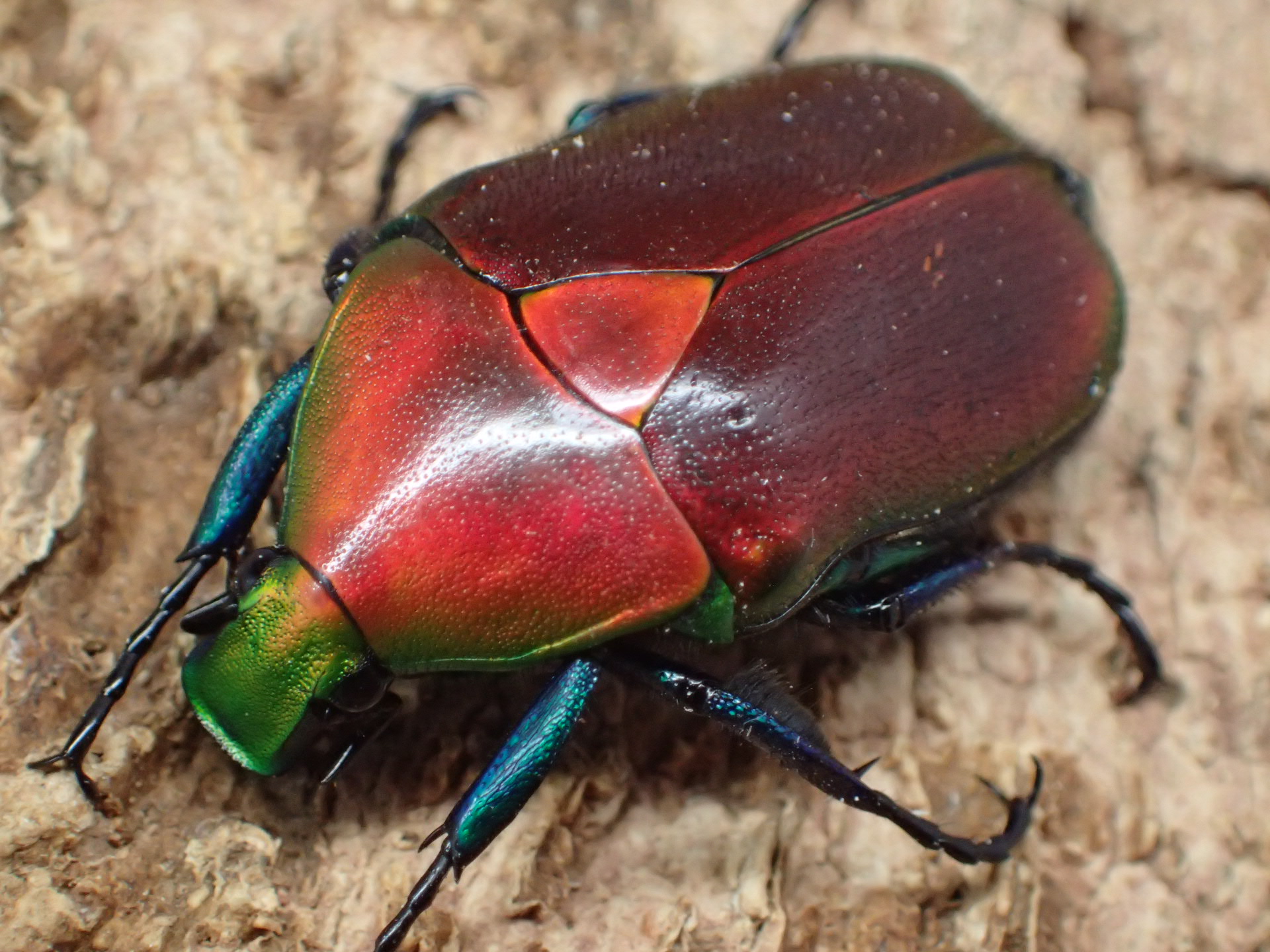 むしやどんぐり / カナブン・ハナムグリ