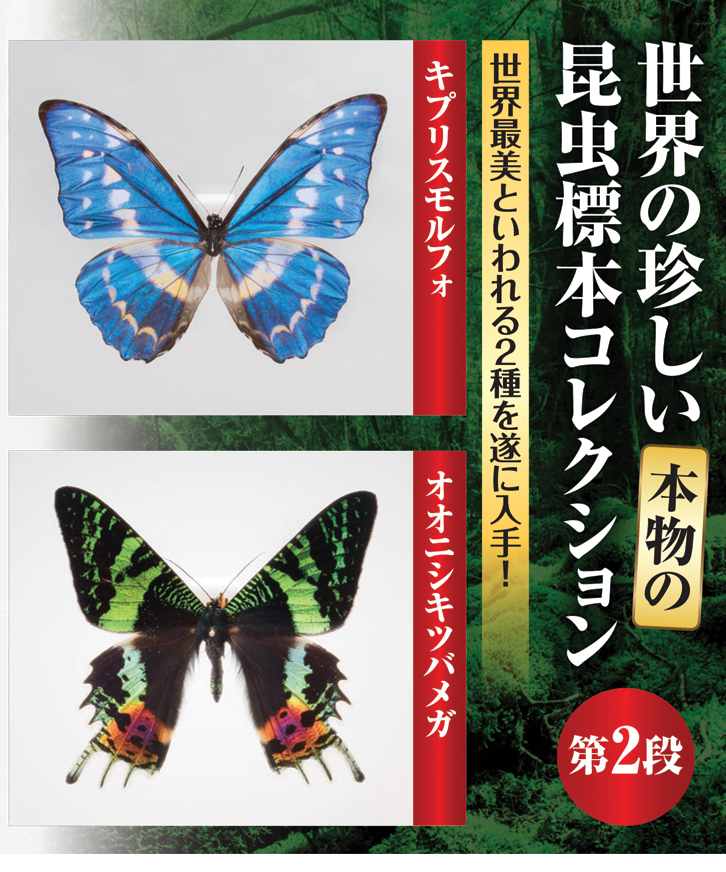 キプリスモルフォ！標本！4 蝶の標本 キプリスモルフォ Morpho cypris