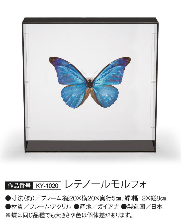 レテノールモルフォ- 三宝堂オンラインショップ