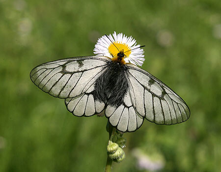 ウスバシロチョウ｜おおきくなあれ｜大日本図書