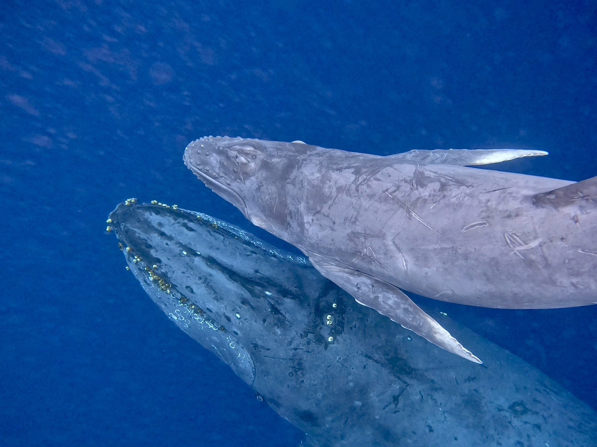 2024 ホエールスイム7日目・親子クジラ | Dive Linker (沖縄ダイブ
