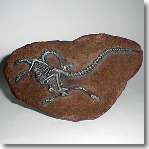 恐竜おもちゃの博物館 展示室 015号室-05